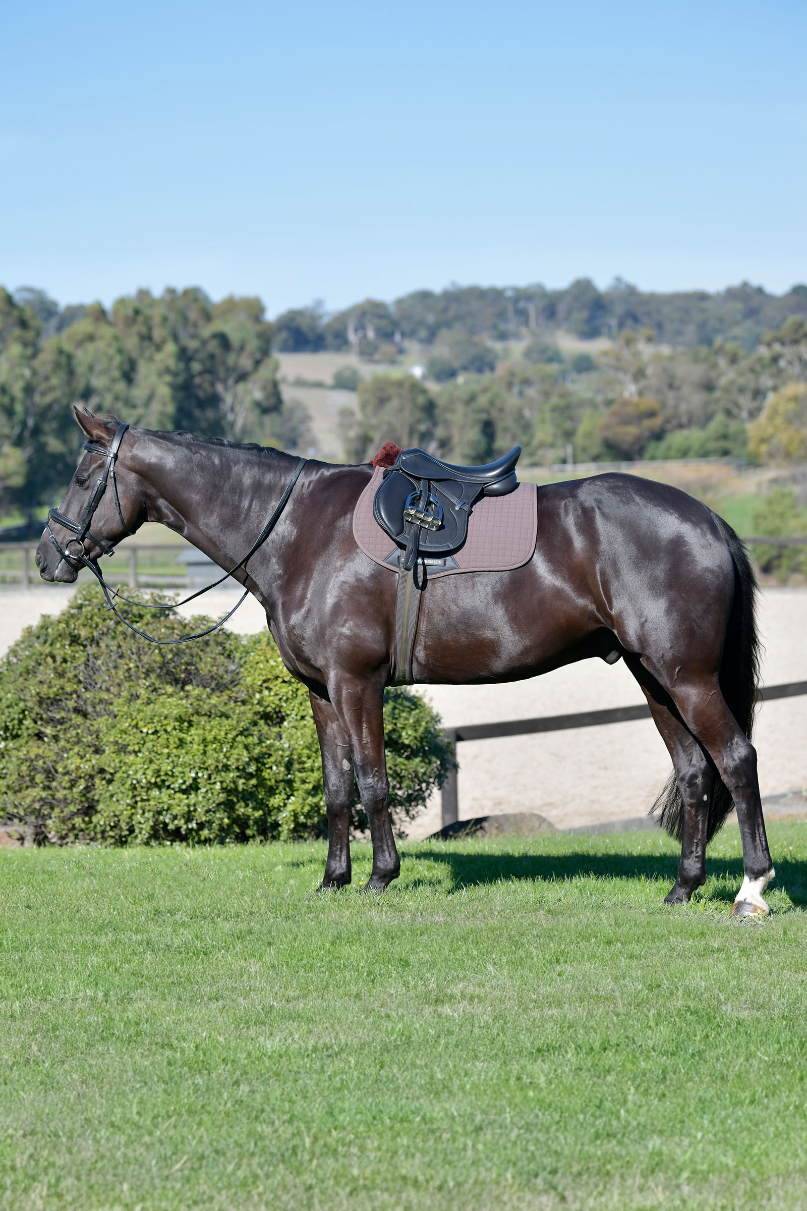 Weatherbeeta Prime Comfy Fleece allroundsjabrak