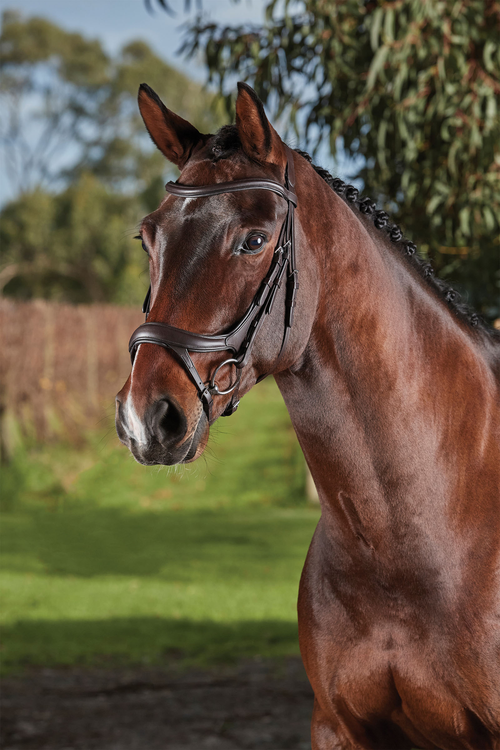 Collegiate Comfitec Vogue anatomisk hodelag