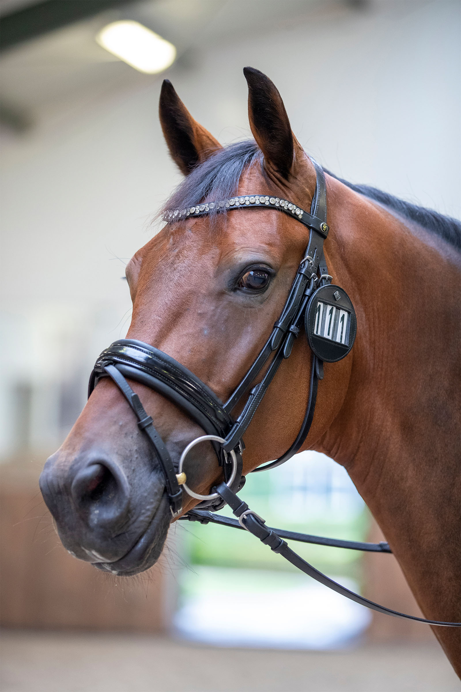 LeMieux Hodelagsnummerholder (1 stk.)