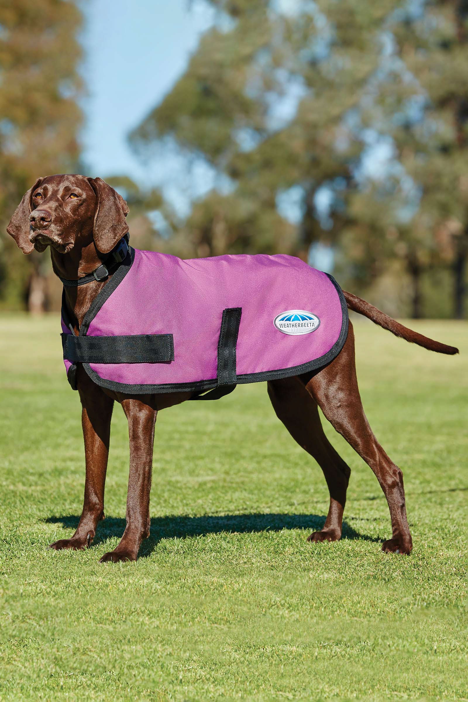 Pink Weatherbeeta Comfitec Classic hundedekken, (25-40 cm)