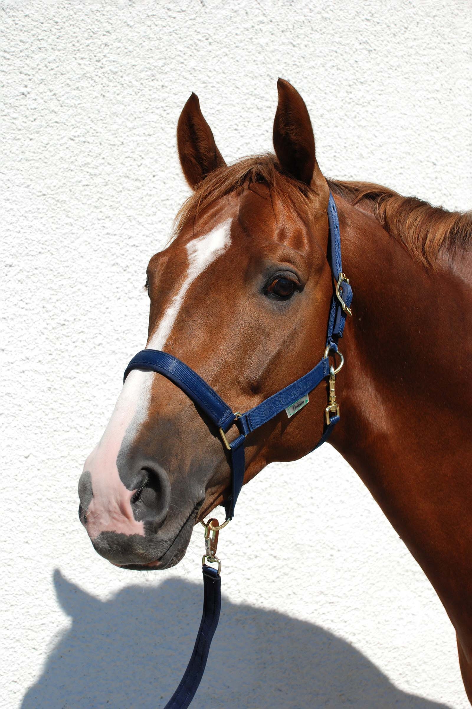 Bucas Dublin, polstret luksusgrime