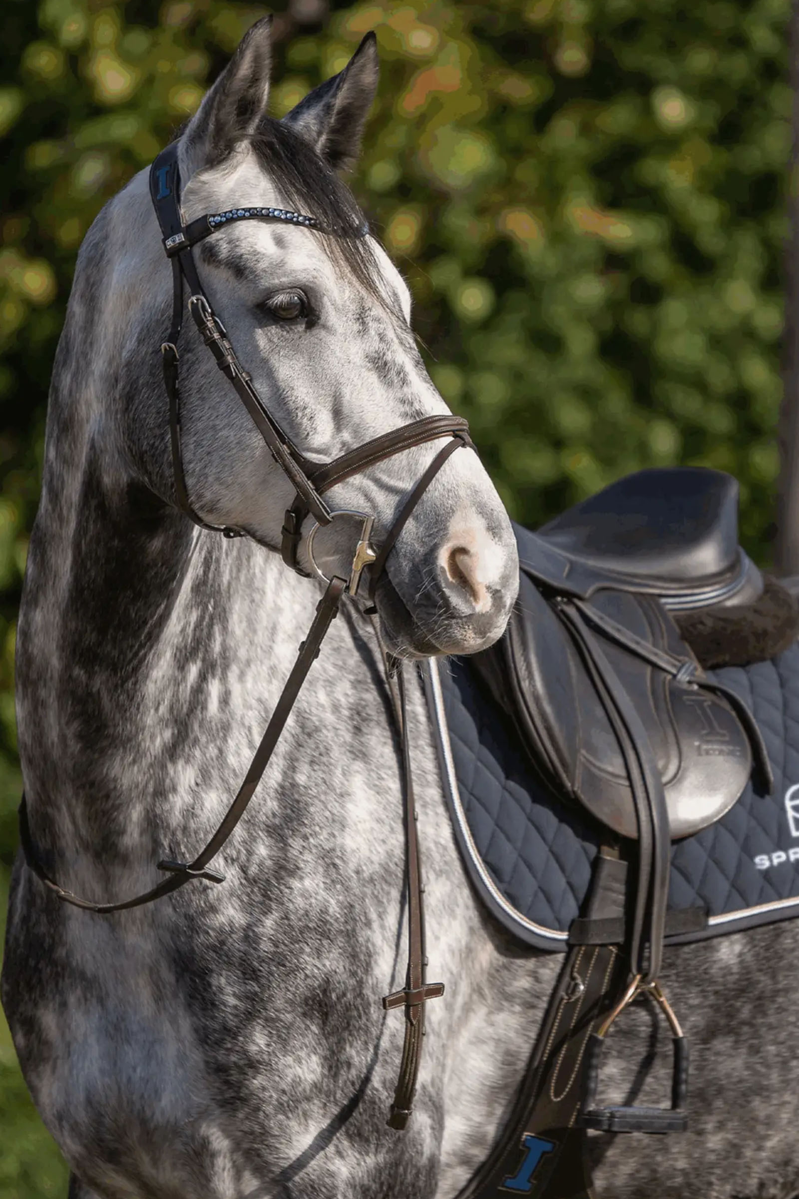 Sprenger Dynamic RS D-ringet Hunter bitt, 14 mm, enkeltbrutt, Sensogan, 70 mm D-ring