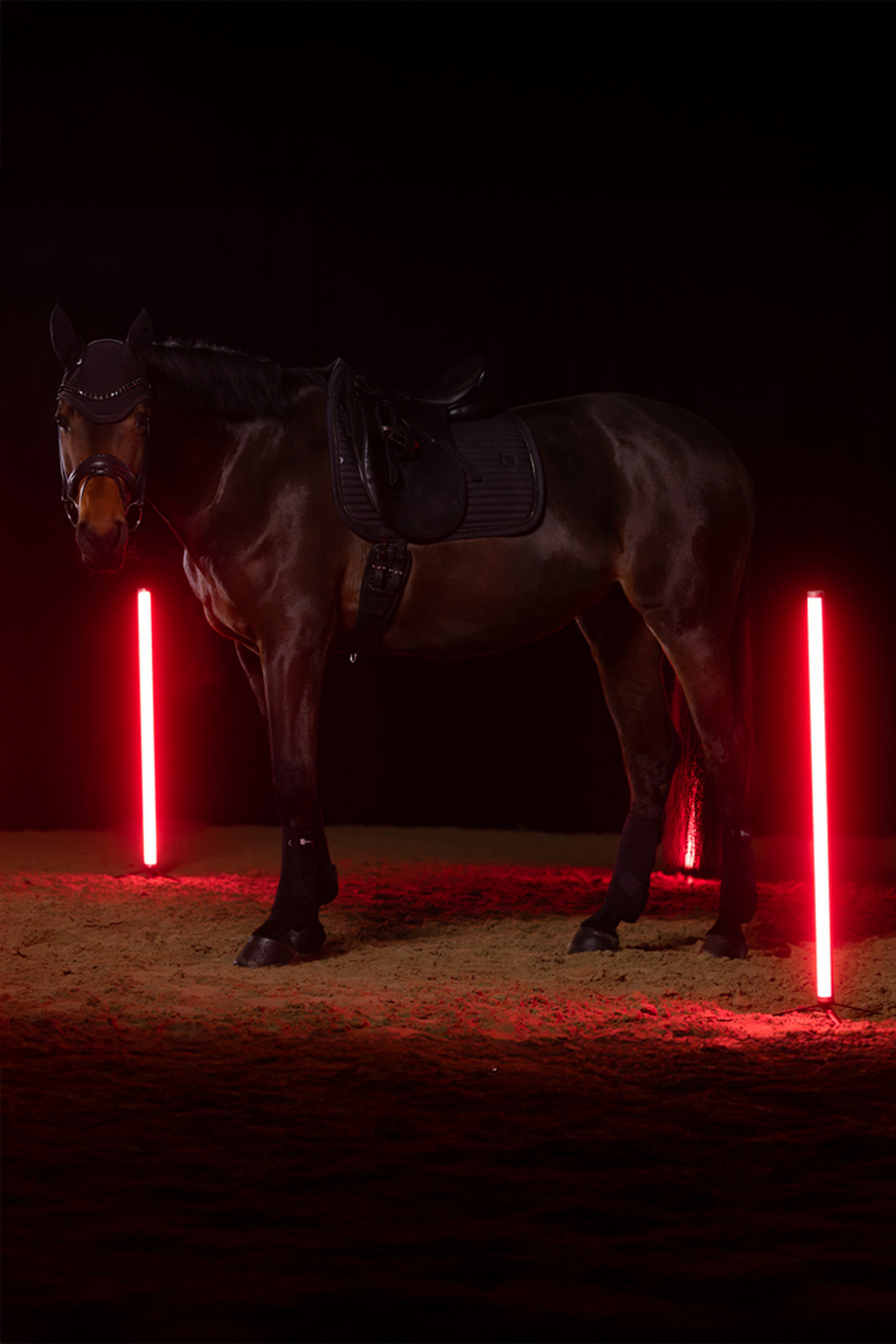 Eskadron Dynamics AW25 Sparkle Crystal dressursjabrak