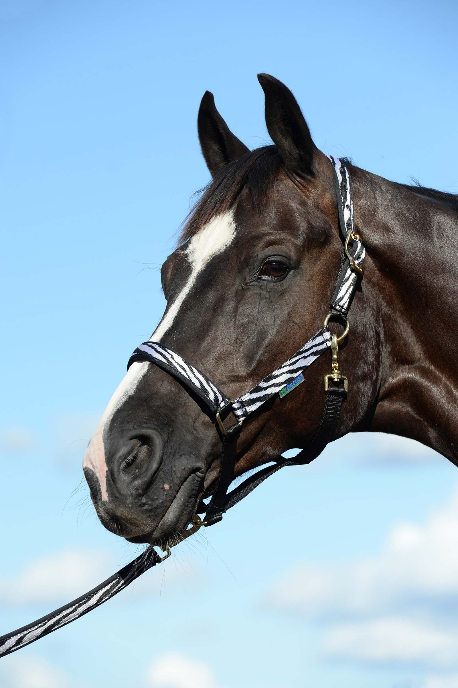 Black/White Bucas Dublin, polstret luksusgrime