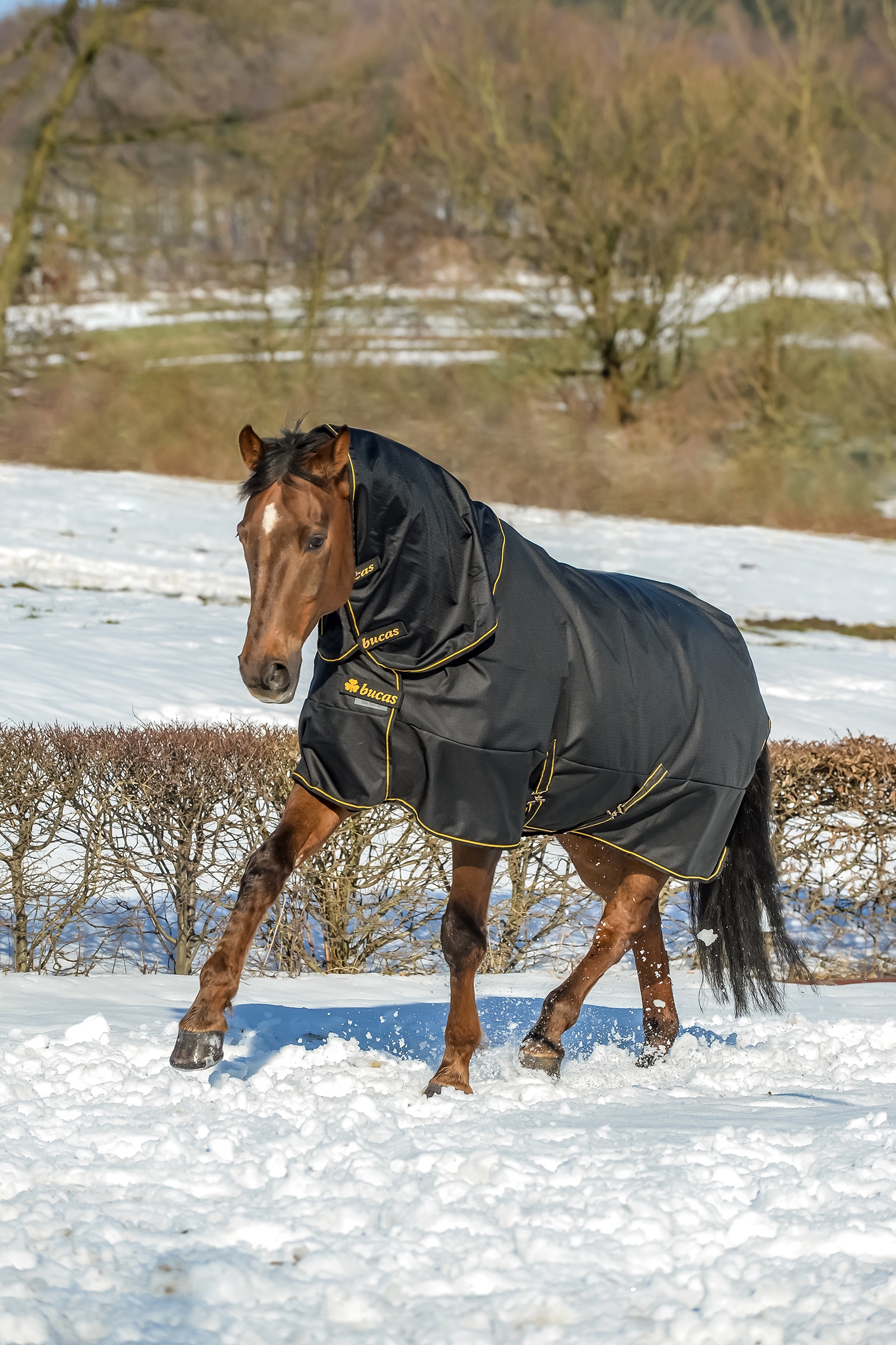 Bucas Irish turnout Extra, ponni