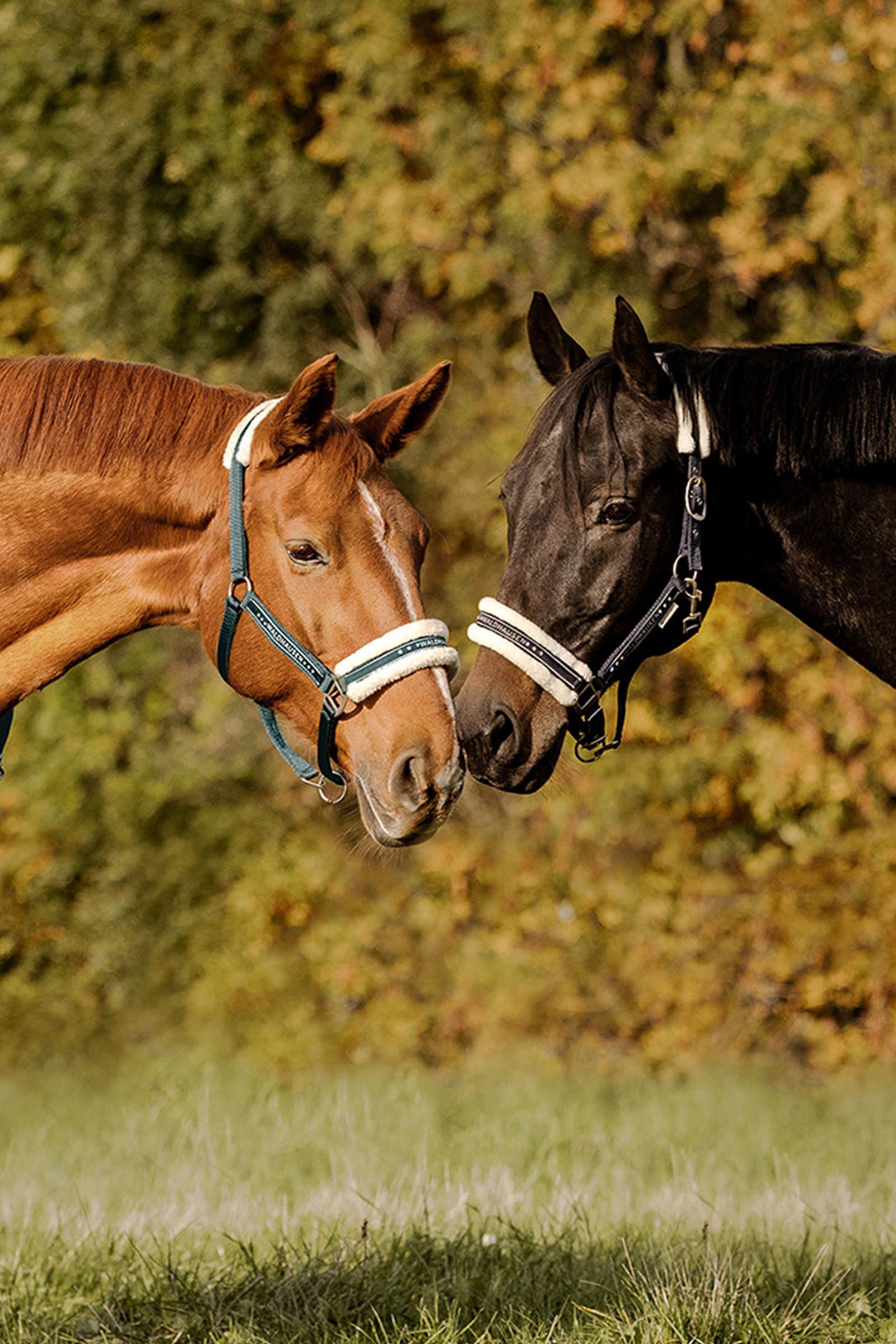 Waldhausen Elegant Grime
