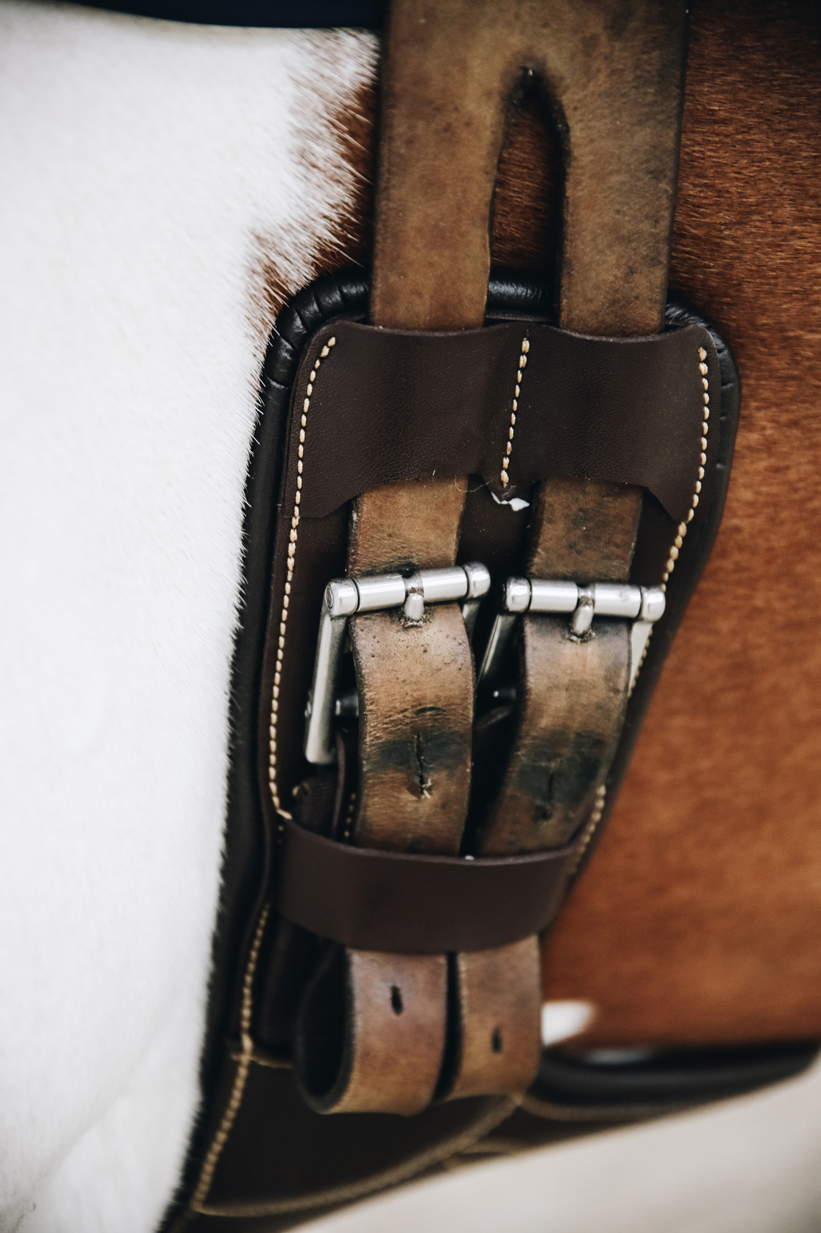 Kentucky Horsewear kort gjord med mageplate