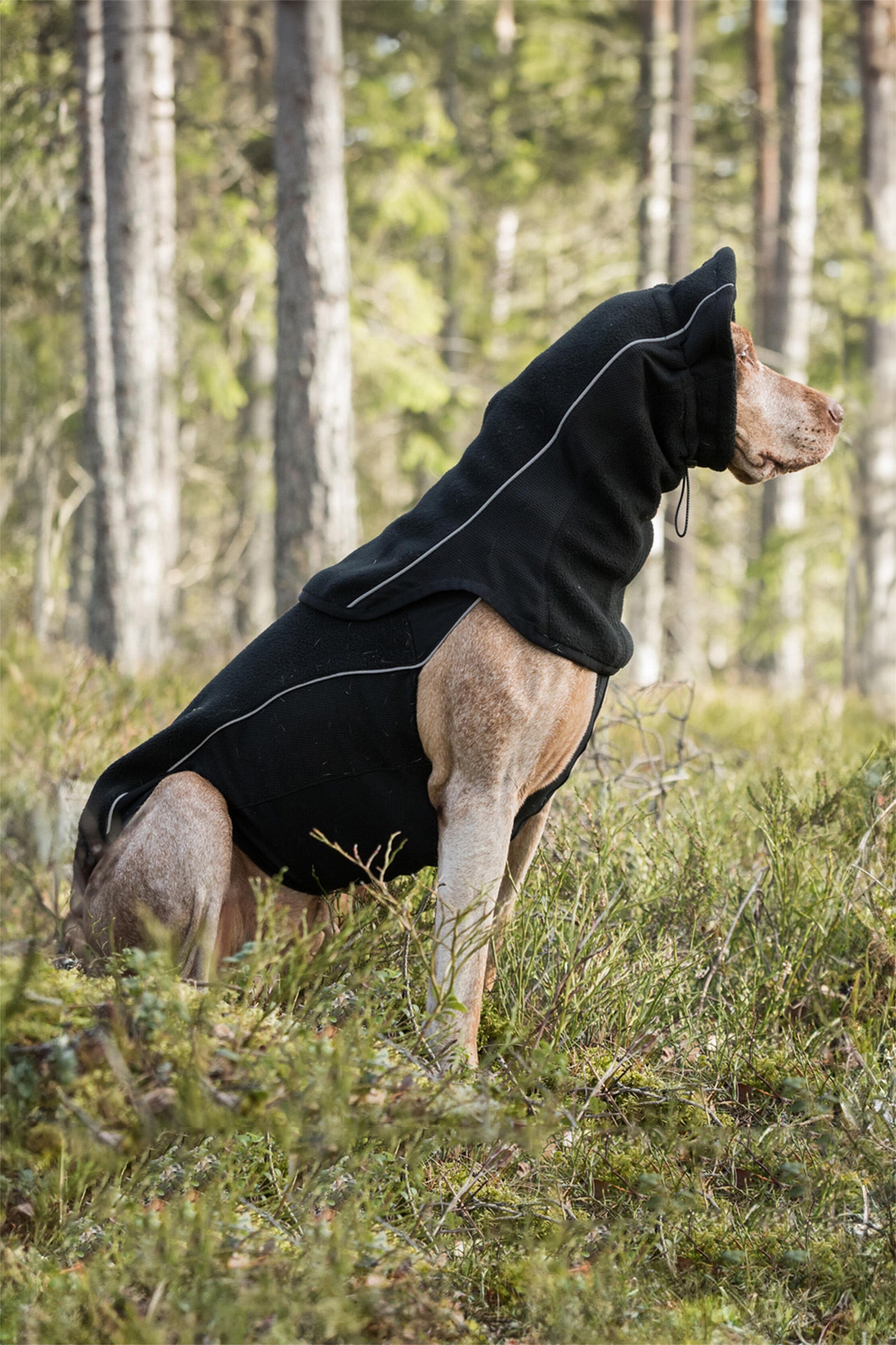 Back on Track Benji nakkevarmer til hund