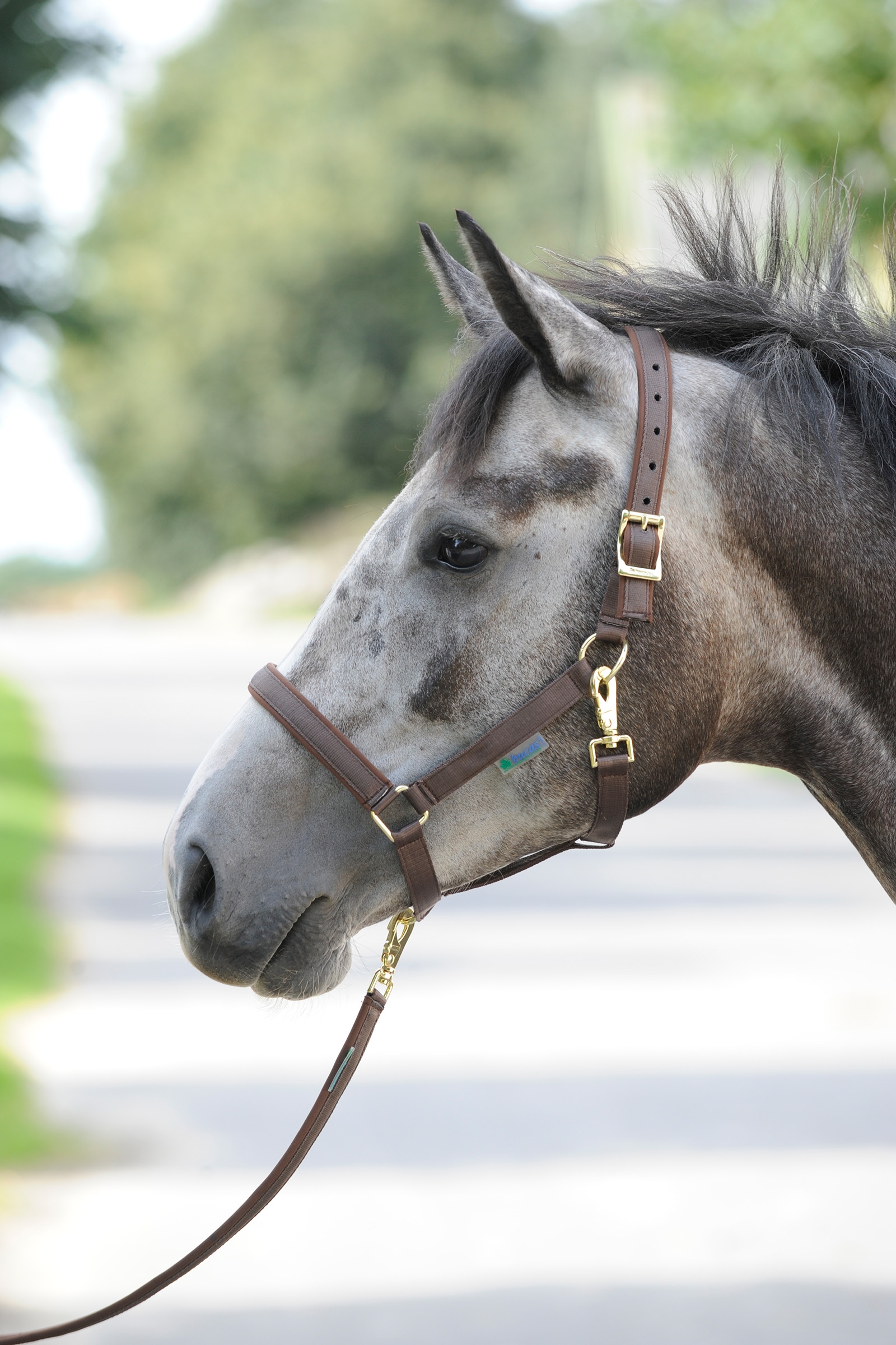 Brown/Brown Bucas Dublin, polstret luksusgrime