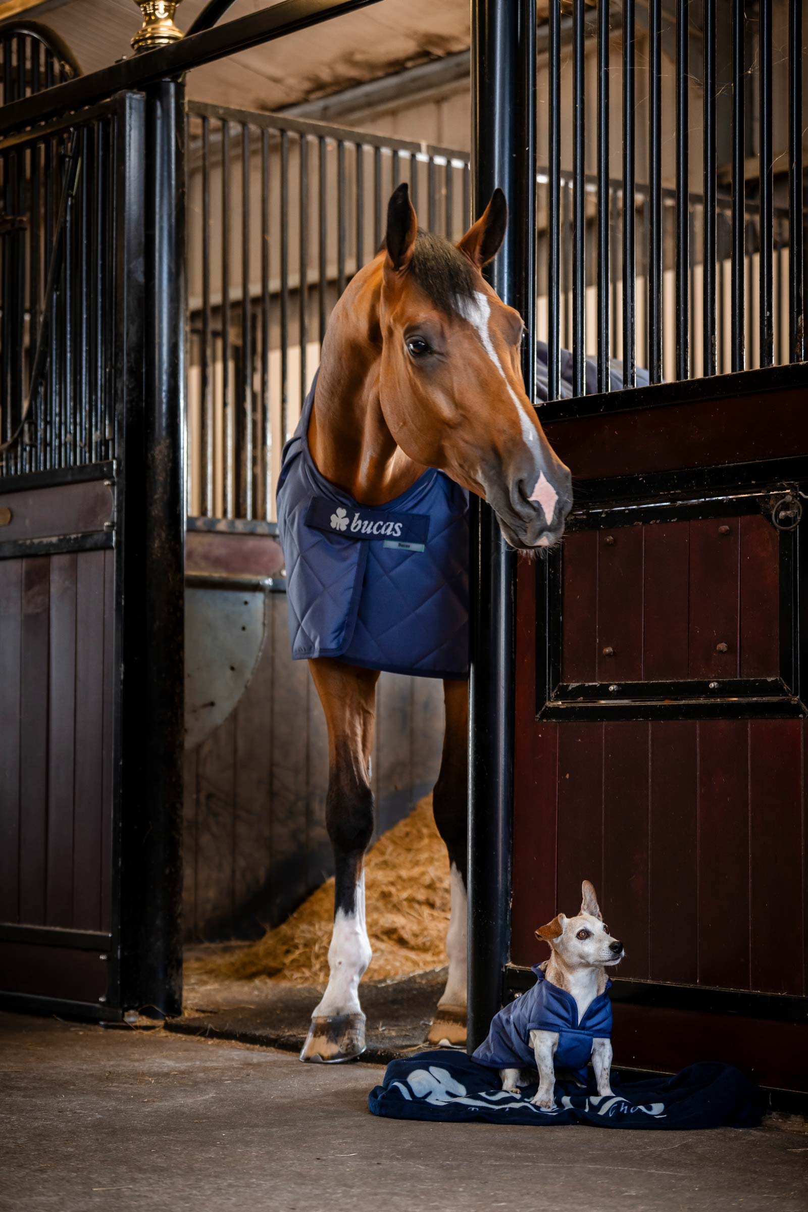 Bucas koselig hundeteppe