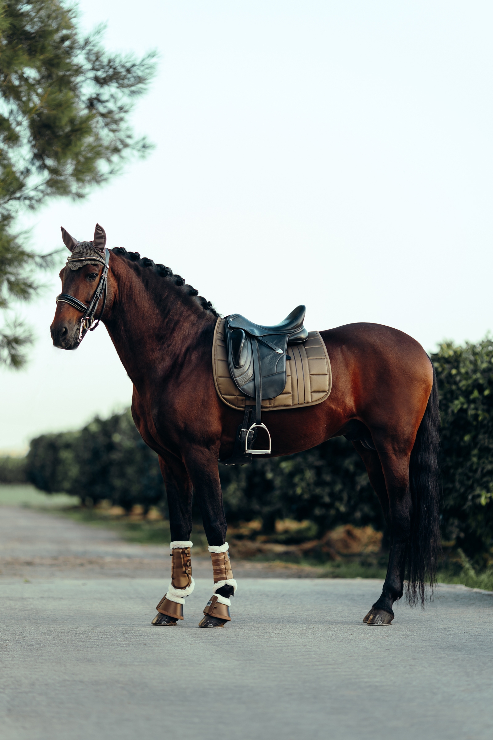 B Vertigo Drew dressursjabrak