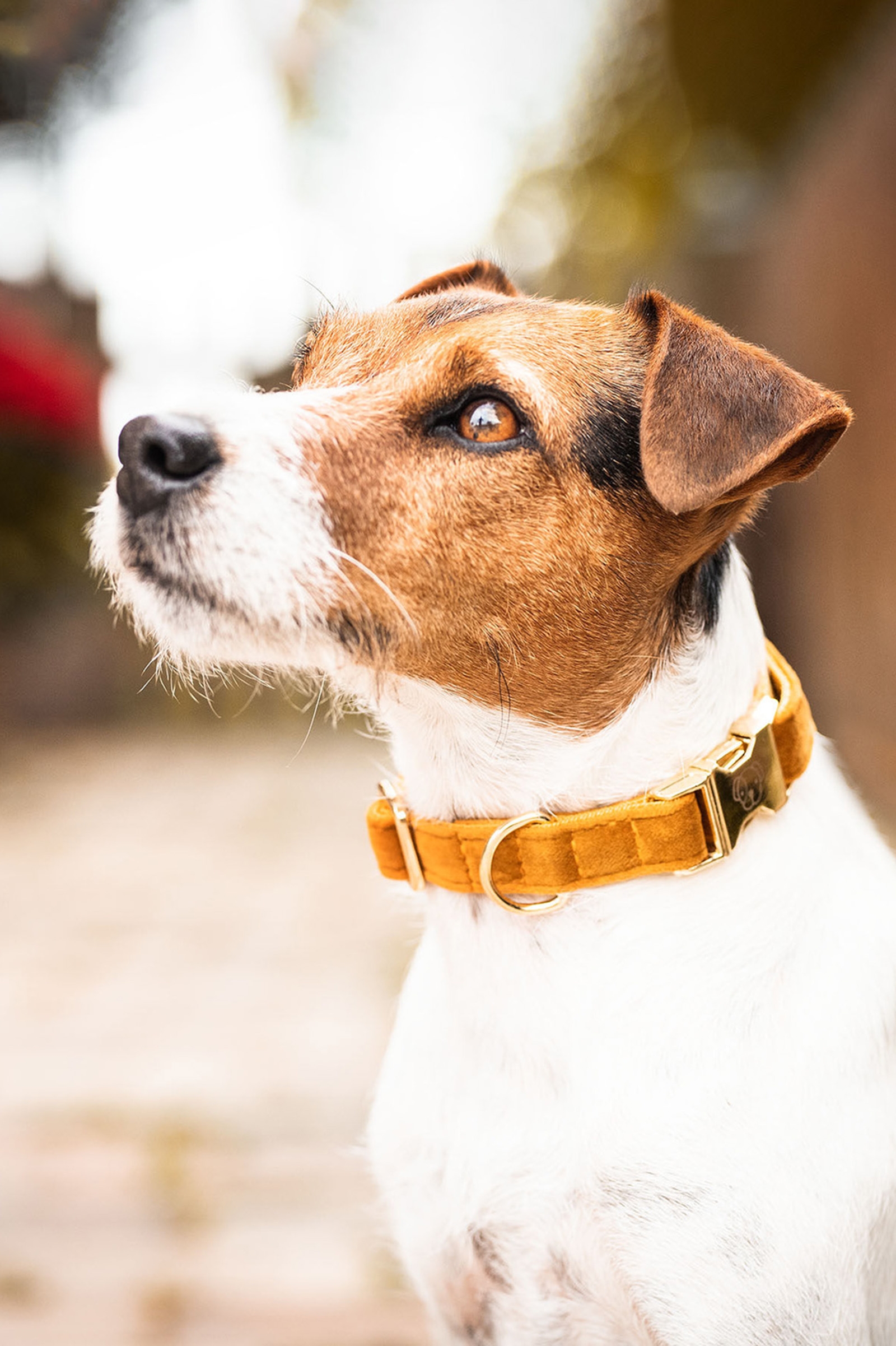 Maize Yellow Kentucky Dogwear Velvet hundehalsbånd