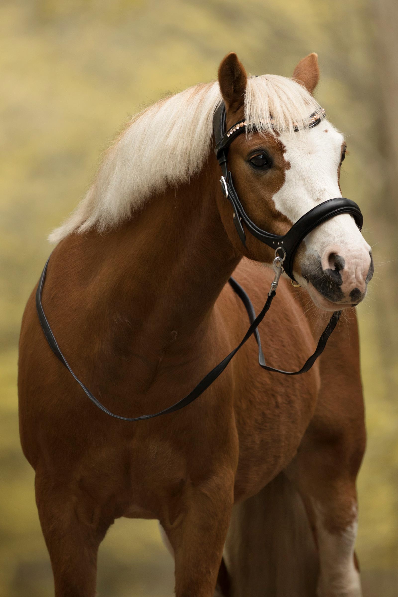 F.R.A. Freedom Riding Articles Rebecca sidepull med tøyler (system 3)