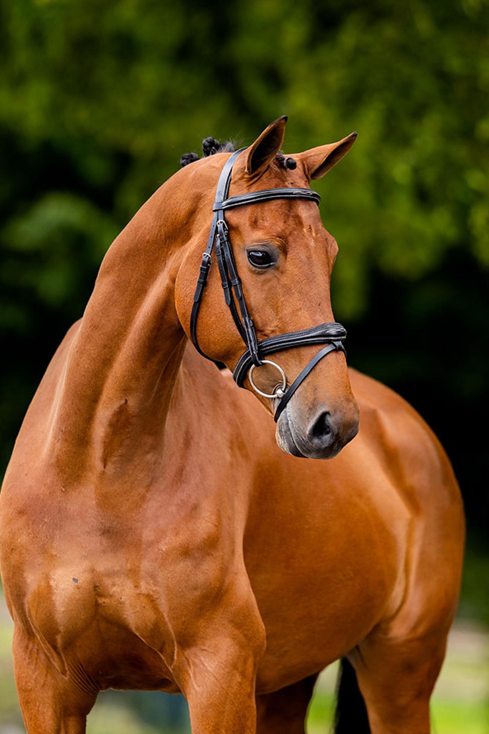 BR Cheltenham hodelag