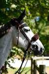 Kentucky Horsewear saueskinnsbeskyttelse for nesereim