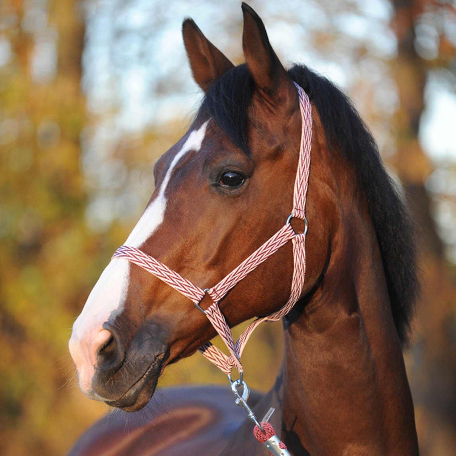 Kavalkade Simple grime