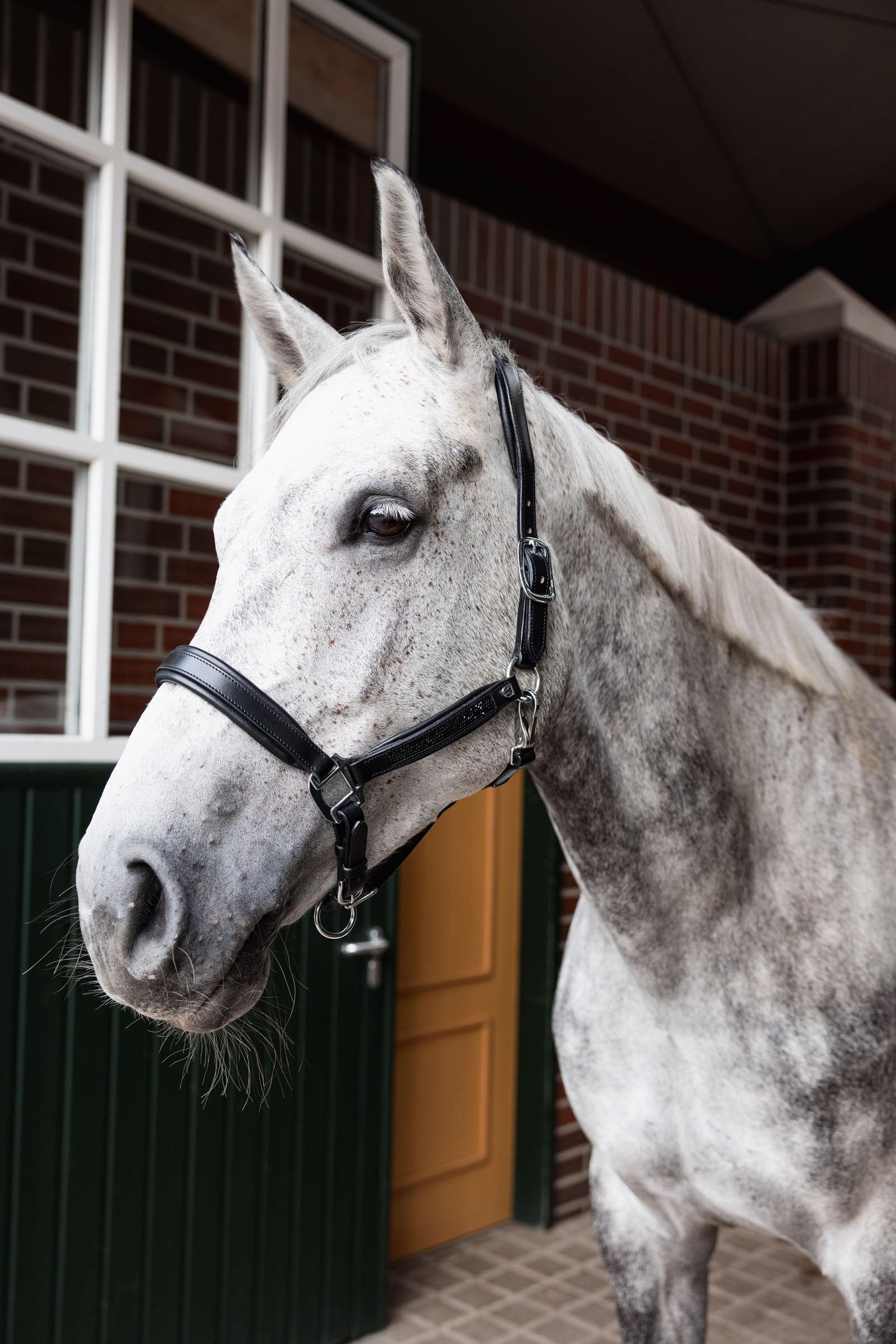 Horze Delémont lærgrime