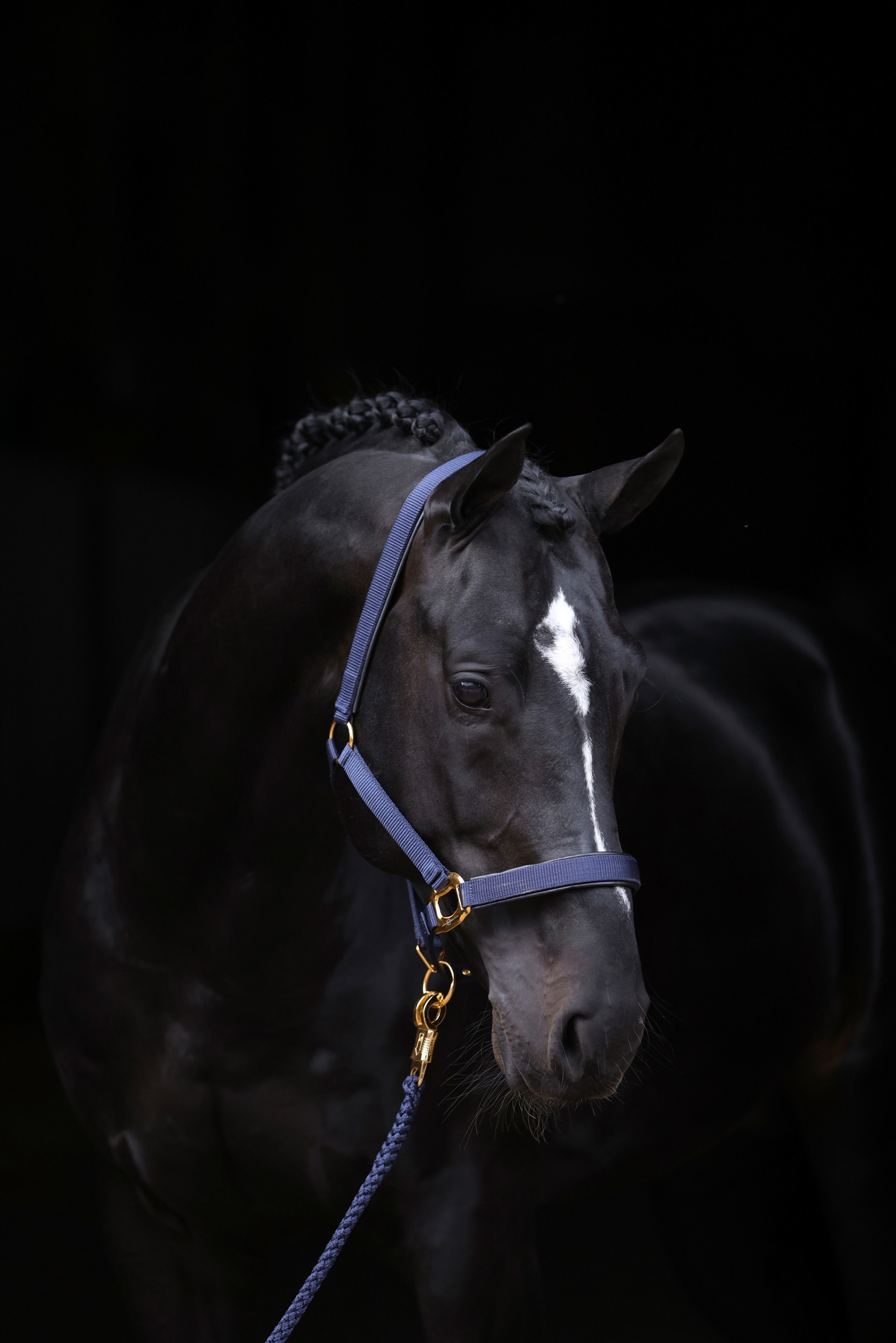 DB/AB Covalliero TopLine grime