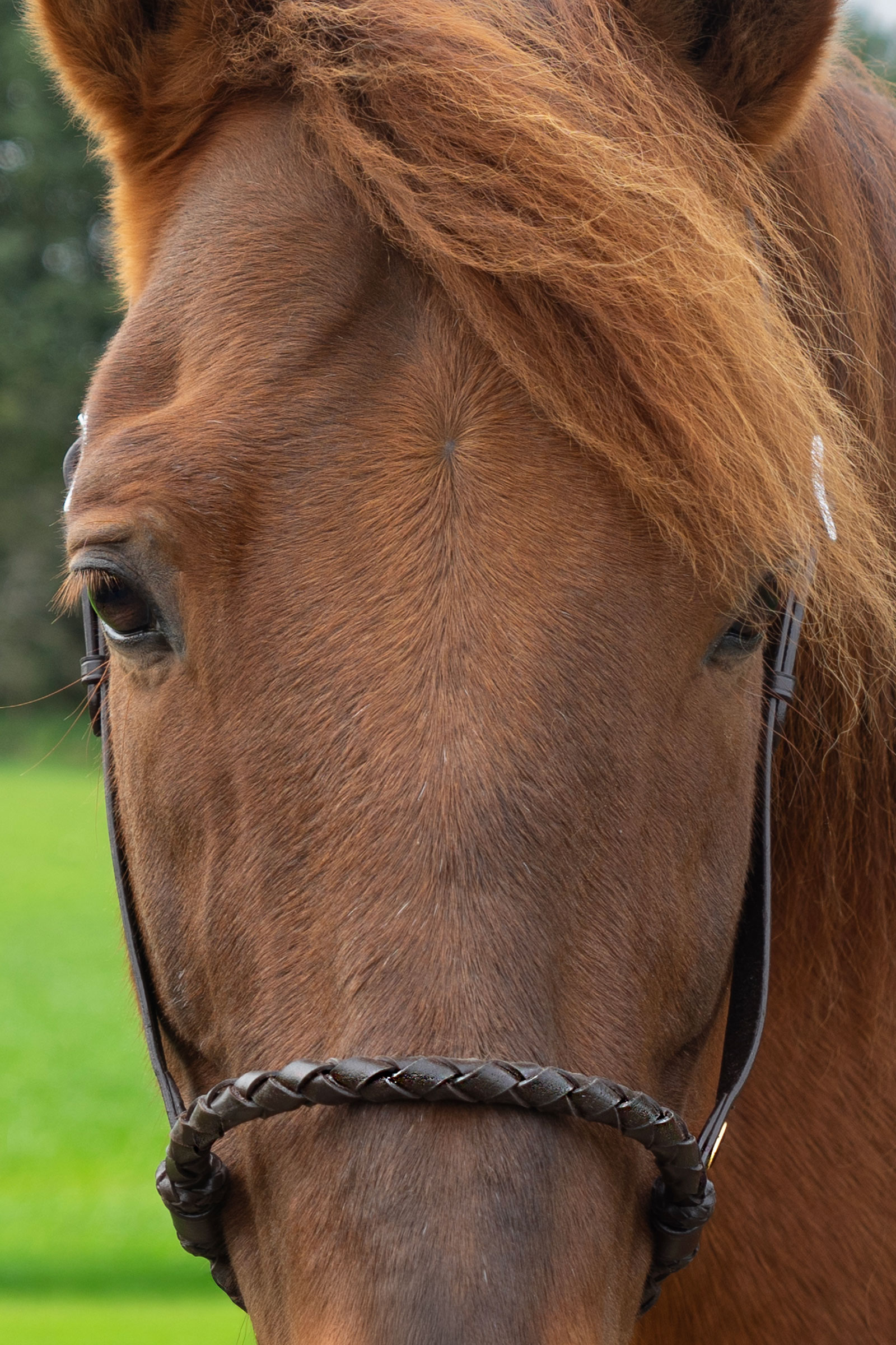 F.R.A. Freedom Riding Articles Bosal Tigo  