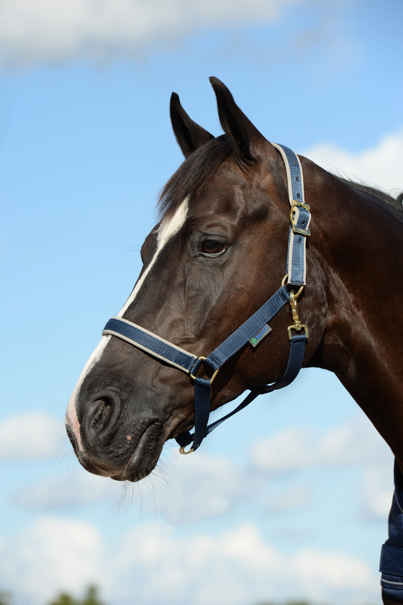 Bucas Dublin, polstret luksusgrime